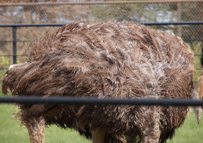 [The body of ostrich with its many long, whispy feathers.]